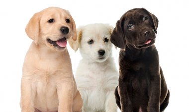 Paseos Nocturnos con tu mascota