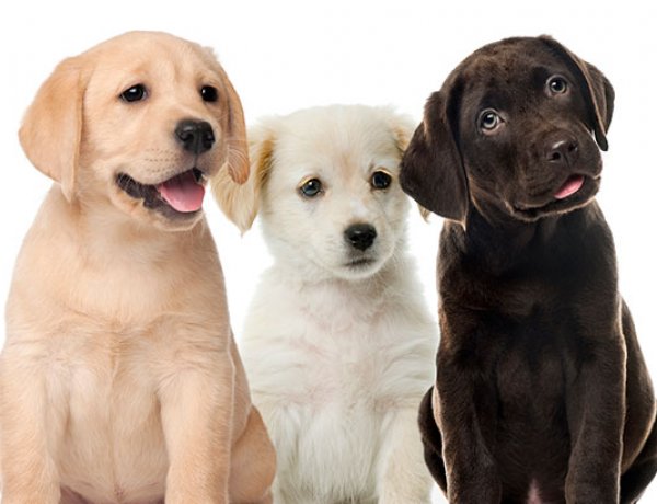 Night walks with your pet